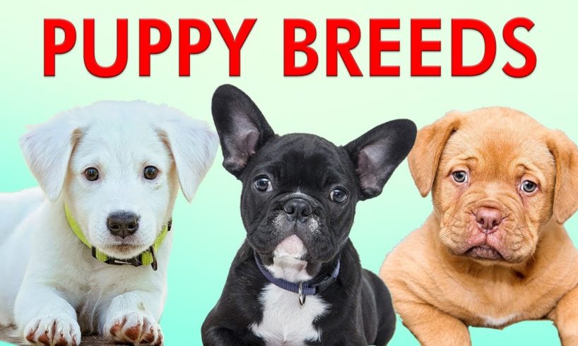 PUPPY BREEDS 101 - Learn Different Breeds of Puppies | Breeds of Dogs