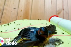 Pájaro liberado del papel matamoscas se apresura a ver a su marido | El Dodo