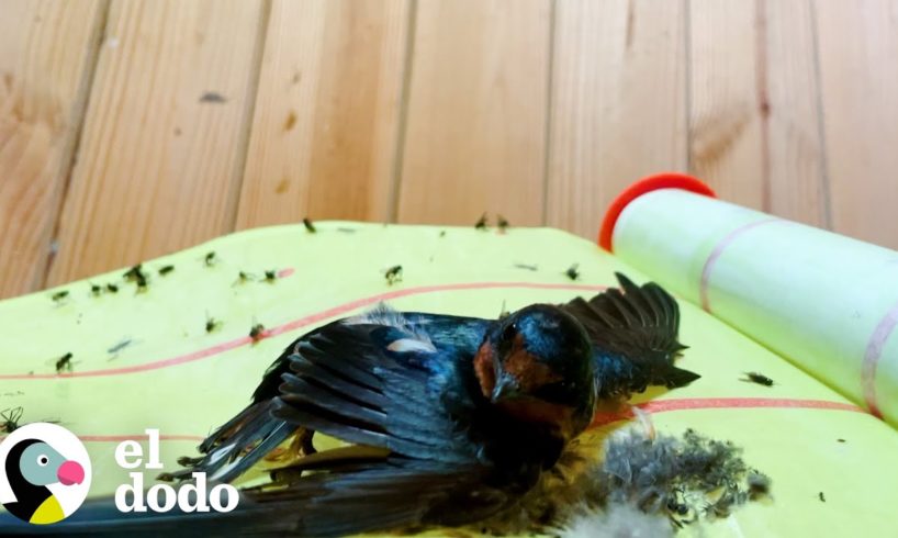 Pájaro liberado del papel matamoscas se apresura a ver a su marido | El Dodo