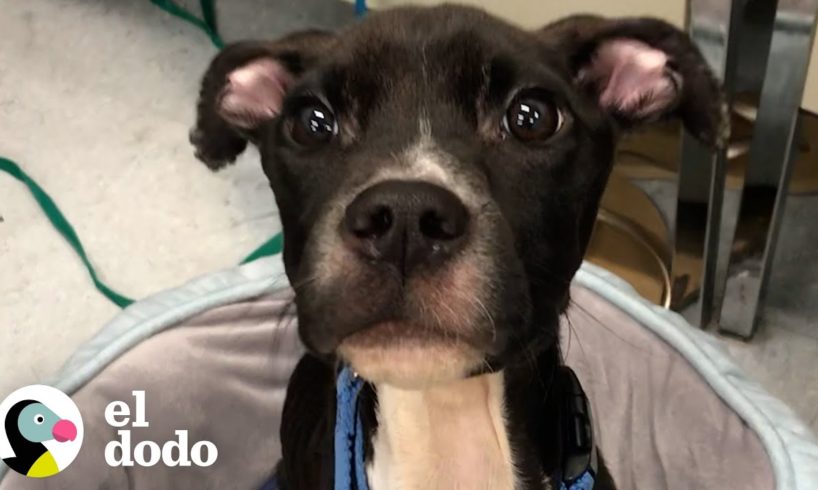 Pitbull de 14 libras que apenas podía caminar aprende a correr hacia su hermano adoptivo | El Dodo