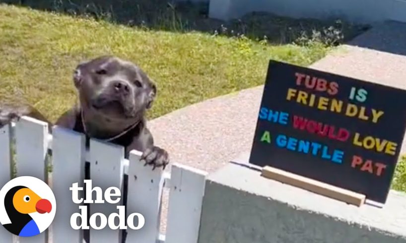 Pittie Patiently Waits By The Fence Each Morning To Greet His Neighbors | The Dodo