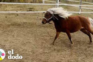 Poni que nunca había confiado en nadie sigue a una adolescente todo el día | El Dodo