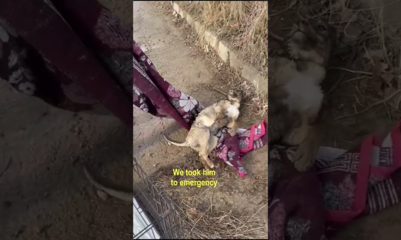 Poor Dog Was Extremely Panic & Terrified After Hit & Left Alone In Agony