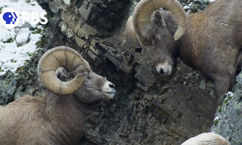 Rams Battle for Right to Mate