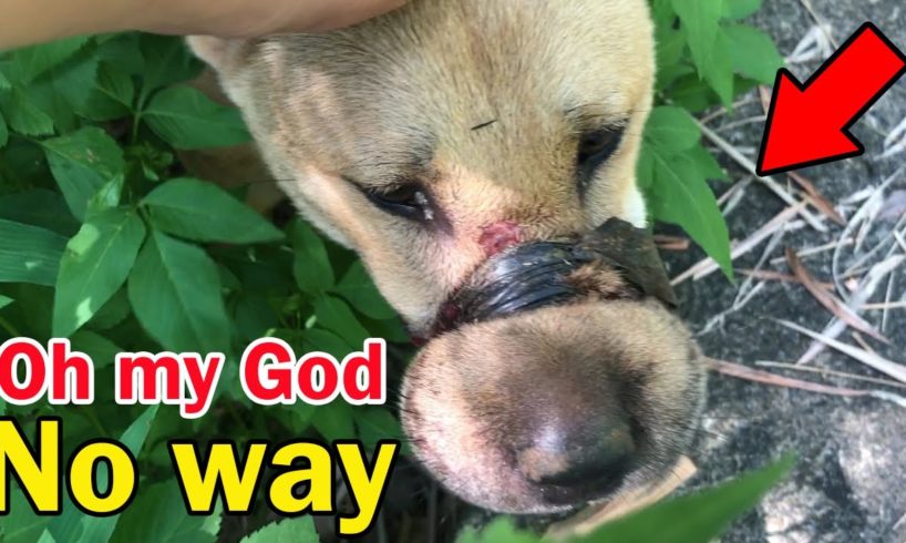 Rescue the abandoned dog with duct tape around its mouth wandering around and unable to eat or drink