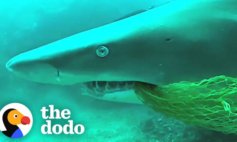 Rescued Shark Comes Back To Say Thanks | The Dodo