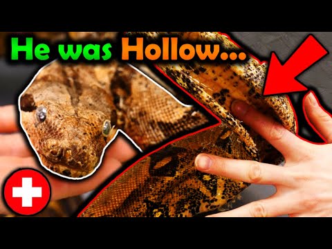 Rescuing a Skin-and-Bones Boa Constrictor