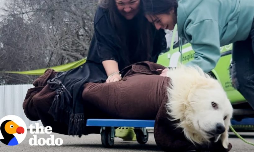 Scared Puppy Mill Rescue Refused To Come Inside The House Until... | The Dodo