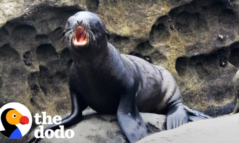 Sea Lion Pup Gets Saved By His Mom | The Dodo