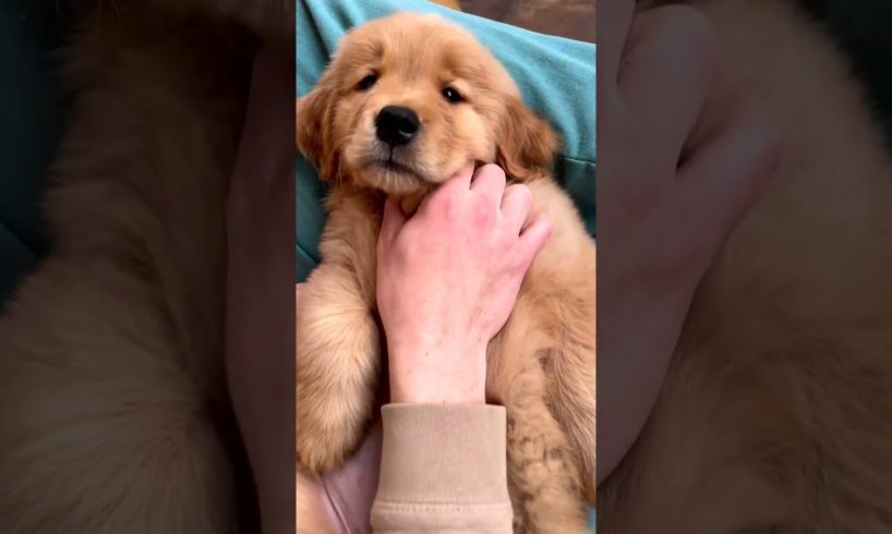 Softest Golden Retriever Puppy Ever!