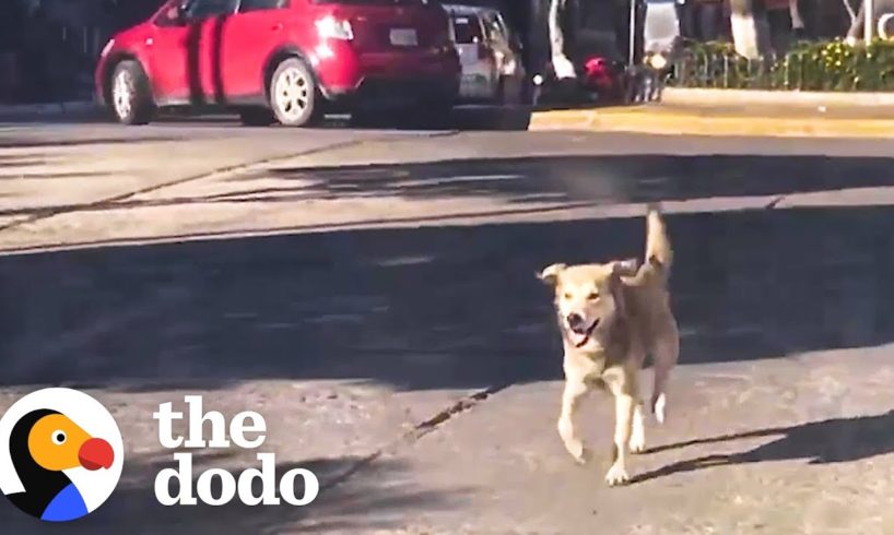 Stray Dog Chases Woman's Car For Five Blocks Until She Finally Stops | The Dodo