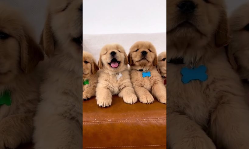 Super Handsome Golden Retriever Puppies!