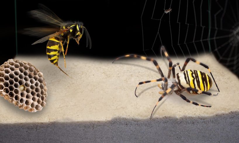 THE BRUTAL BATTLE OF THE WASP SPIDER AND WASPS FROM THE WASP NEST! [Live feeding!]