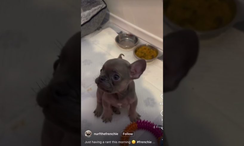 THE CUTEST TALKING FRENCH BULLDOG PUPPY AGAIN #frenchbulldog #puppiesofinstagram #cutedogs