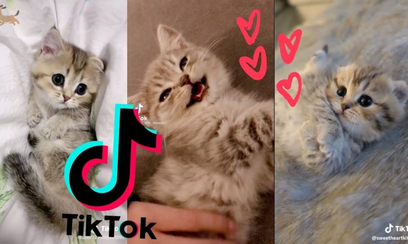 The Cutest Kittens of TikTok [TikTok Compilation 2021] ~ 🐱❤️