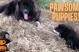 The Cutest Puppies ever! It's Puppy Playtime! Great Pyrenees Puppies Loving life! Watch them play!