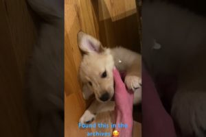 The cutest puppy video of Finn I have 🥰 #puppy #dog #goldenretriever #puppies