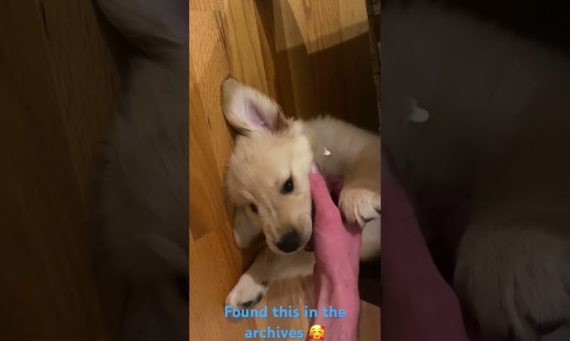 The cutest puppy video of Finn I have 🥰 #puppy #dog #goldenretriever #puppies