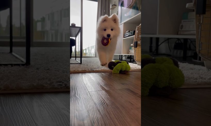 The cutest puppy video you’ll ever see🐶 #dog #shorts #puppy #samoyed