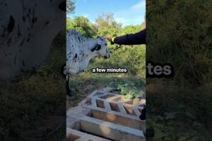 The mother cow asked the cyclist for help to save her child