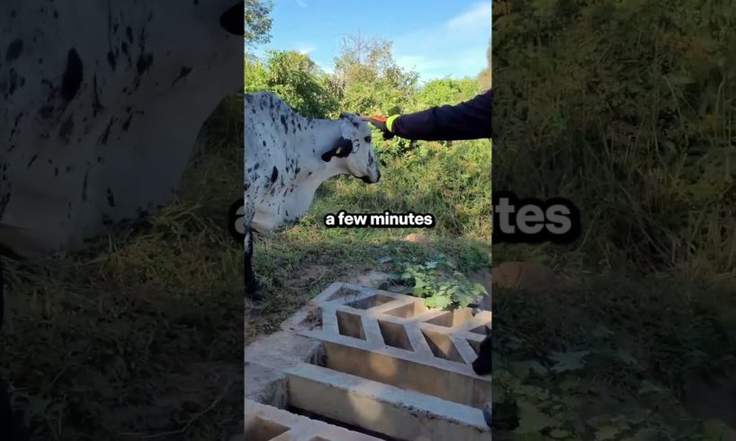 The mother cow asked the cyclist for help to save her child