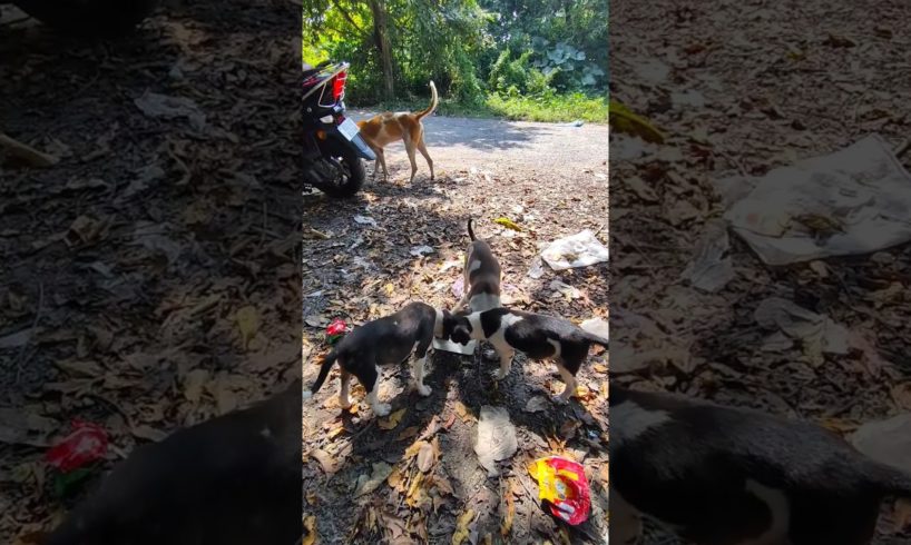 These are the cute puppies of India #puppies #puppy #dog #doglover #dogs #cutepuppy #cutedog #viral