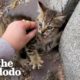 This Person Sprints Across Busy Highway To Rescue Abandoned Kitten | The Dodo