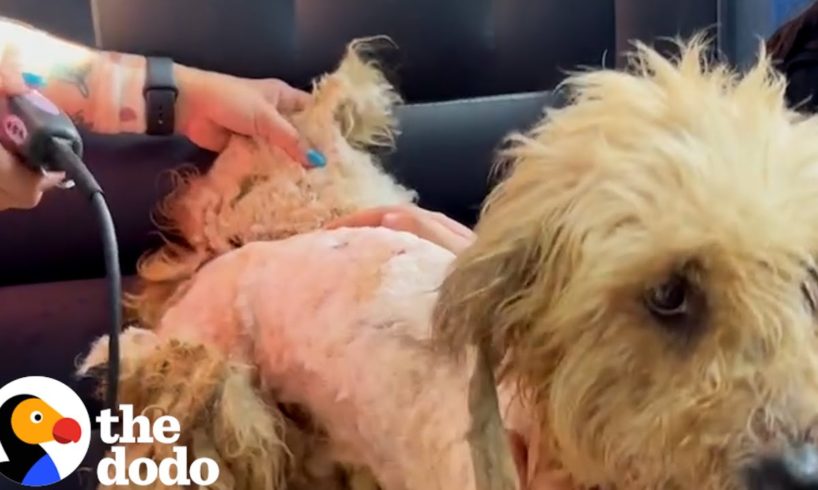 VERY Matted Dog Is Unrecognizable After Five Hour Haircut | The Dodo