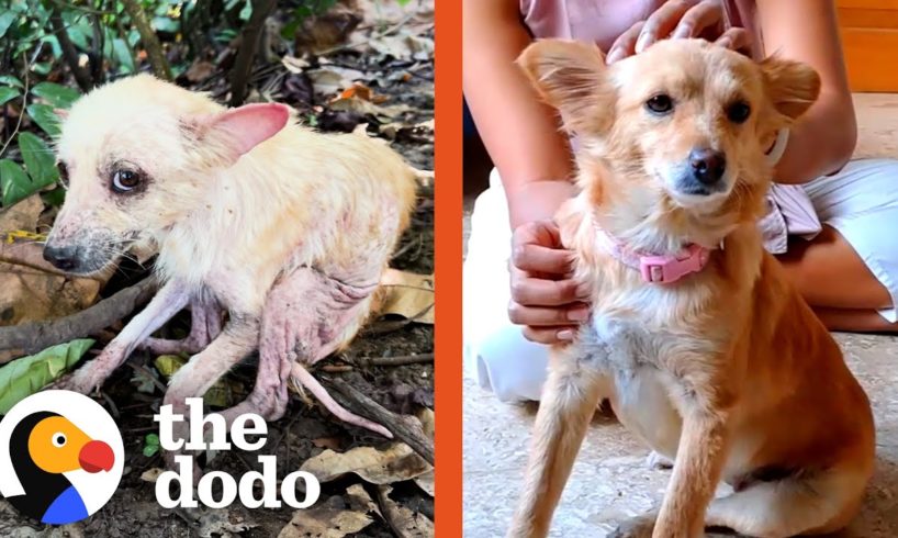 Watch Her Transform Into A Fluffy Puppy | The Dodo