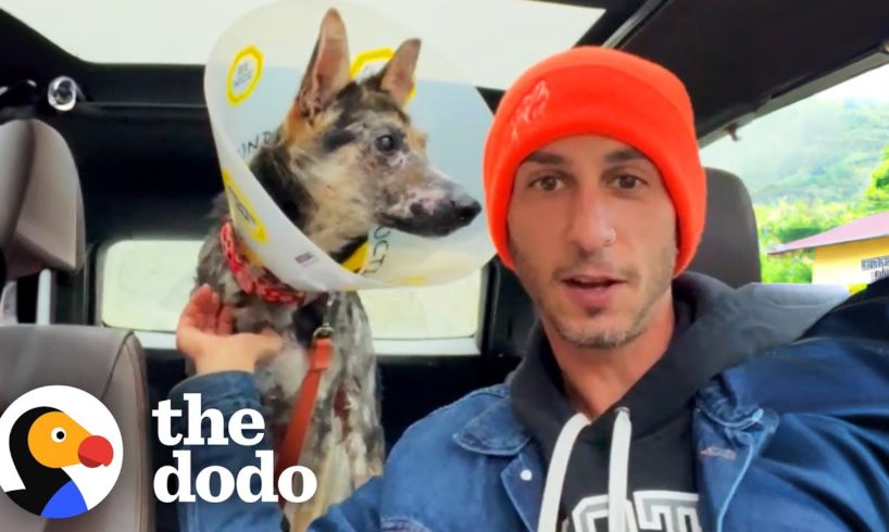 Watch This Dog's Face Completely Transform | The Dodo