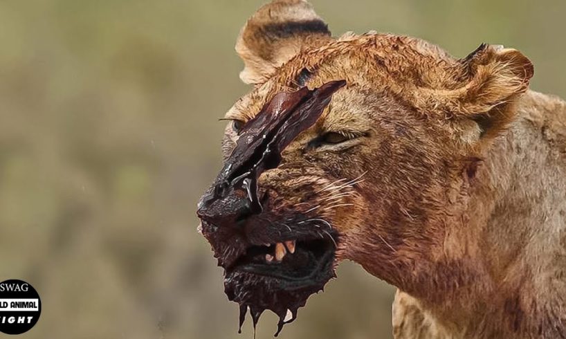 What Happened Next When Big Cats Fight To The Death ? | Animal Fight