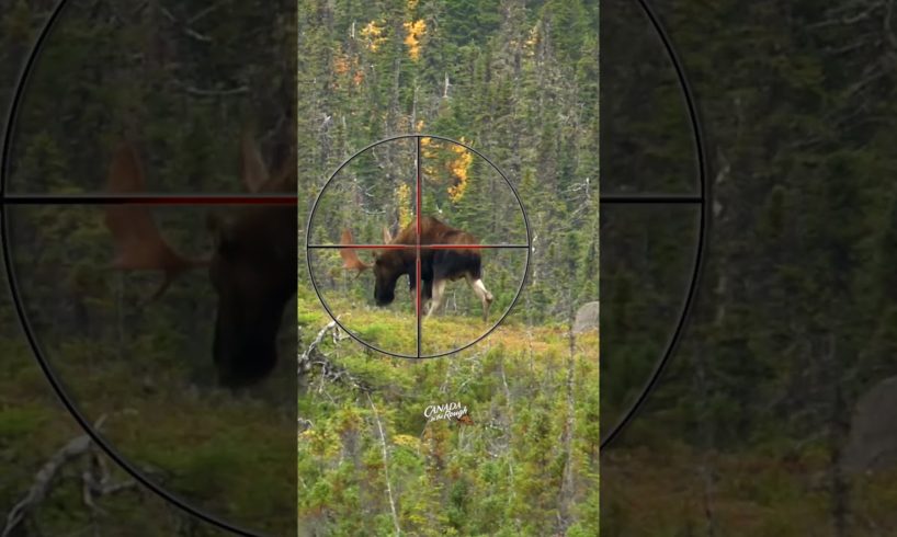 Where to Shoot a Moose with a Gun | Hunting Tips #animals #moose #hunting #howto