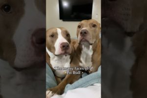 Which is your favorite? 🥰 #pitties #doglover #shortvideo #funny #cute #puppylove #puppies