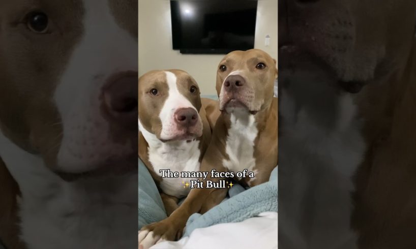 Which is your favorite? 🥰 #pitties #doglover #shortvideo #funny #cute #puppylove #puppies