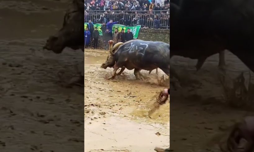 Wild Animal Fights ! Professional bull riders #short