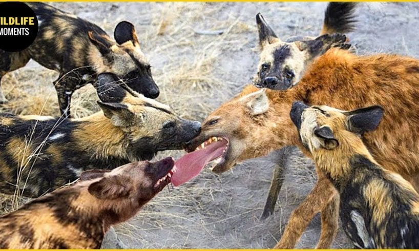 Wild Dogs Fight To Revenge For Puppies, What Happens Next? | Animal World