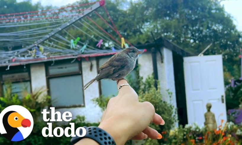 Woman Rescues Tiny Baby Sparrow Smaller Than AirPods Case | The Dodo