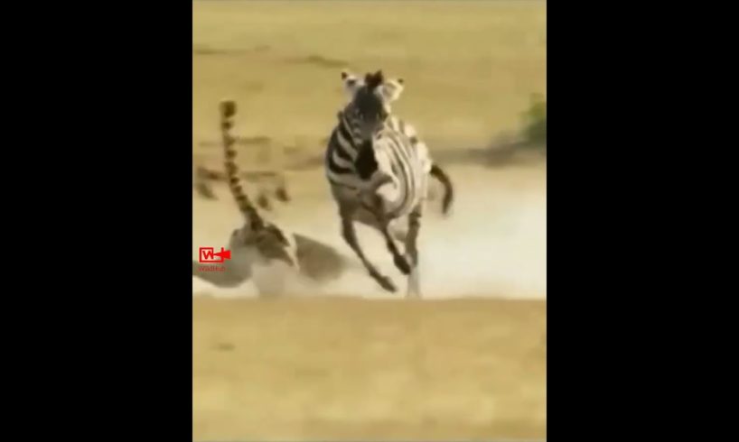 😱🦓ZEBRA👊Knocks Out😇CHEETAH | ZEBRA Kicked CHEETAH | Cheetah hunt Fail #wildlife #cheetah #Zebra