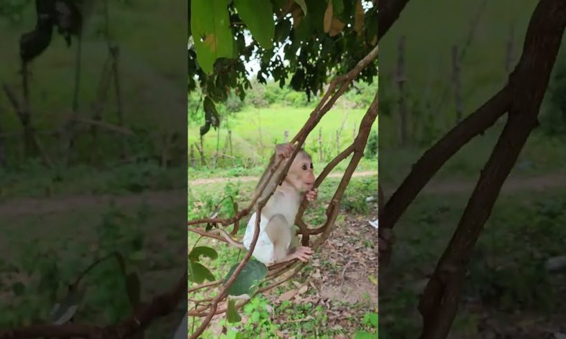 amazing playing #monkey #monkeys #shorts #viral #shortsvideo #youtubeshorts #monkeyvideo #animals