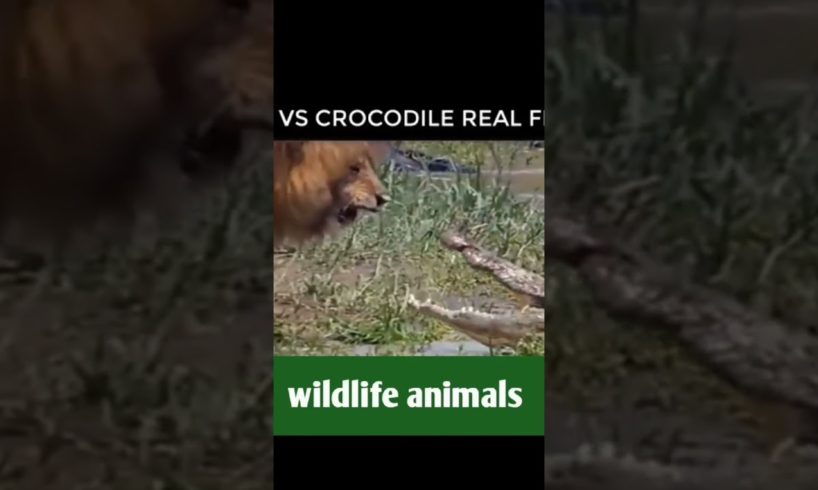 animal fight video36❤️#shorts #short #wildlifeanimal#animal #wildlife #viral #tanding #animals