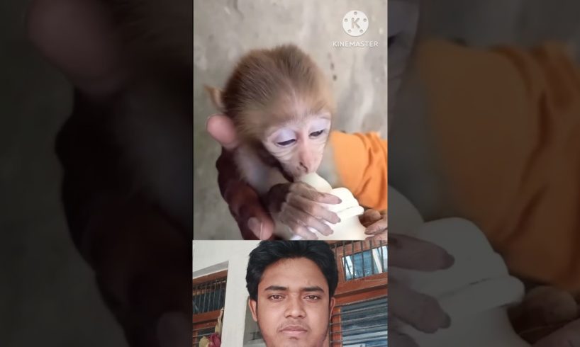 animal help vedio monkey #shorts #youtubeshorts