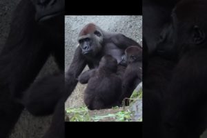 come on! brother, let's play #gorilla #ringo #jabali #shorts