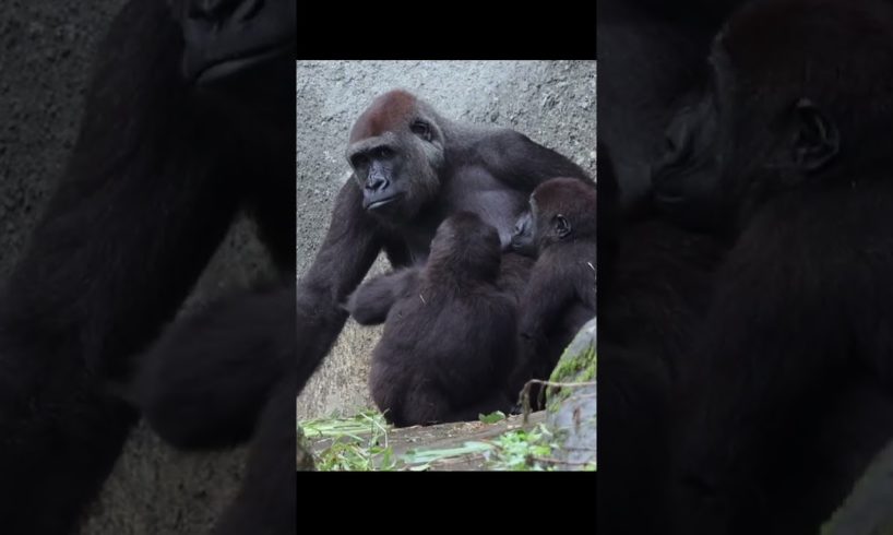 come on! brother, let's play #gorilla #ringo #jabali #shorts