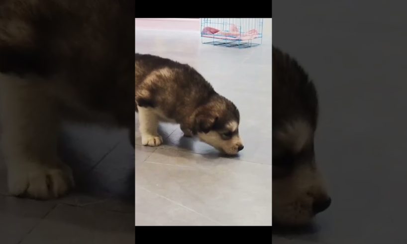 cute puppies and bracelet