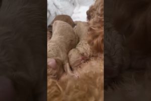 cute #puppies #dogs of YT #Viral #poodle #toypoodle