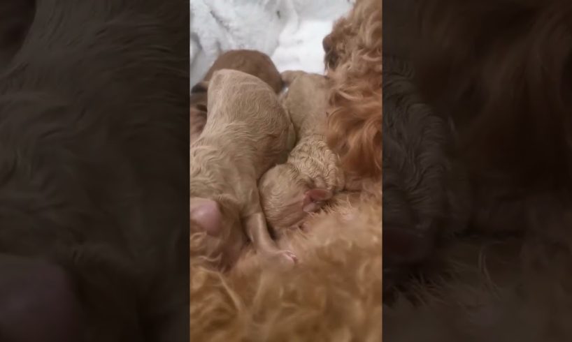 cute #puppies #dogs of YT #Viral #poodle #toypoodle