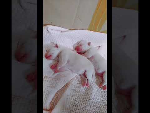 cutest puppies #doglover cute dog video short