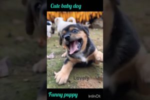 #cutest puppy funny vedio#baby dog vedio#beautiful baby dog.#shorts