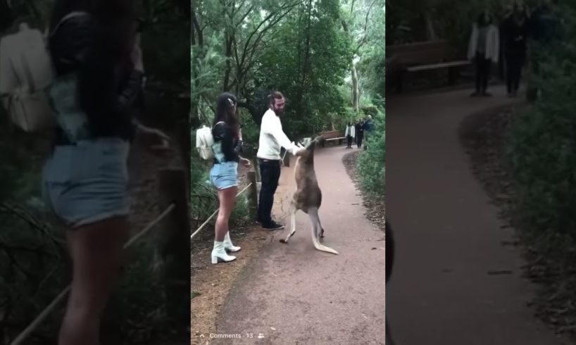 kangaroo fighting human