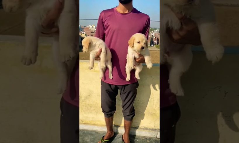 🥰😘labrador cute puppies 😘🥰#trending#viral #video#dog #puppy #love#like#shere#comments#subscribe